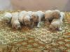 Sell Golden Retriever Puppies