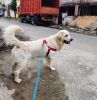 Golden retriever 11 months puppy for sale