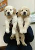 Golden retriever male and female puppy available for sale