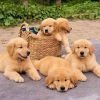 4golden retriever puppy for sale PureBred