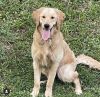 10 month old Golden for sale