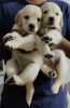 I want to sell golden retriever puppies good qualit urgent sell