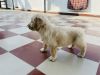 Golden retriever puppy for sale 30 days old