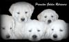 English Cream Golden Retriever White Puppies!