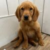 Golden Retriever Puppy in need of good home!