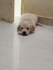 Golden retriever puppies available location mumbai