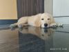 Golden Retriever puppy is looking for a house