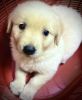 Female Golden Retriever puppy for sale