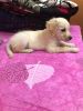 2 month old Golden Retriever puppy for sale