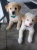2 Golden retriever puppies