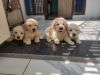 golden retriever female puppy imported blood line