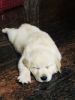 Golden retriever white puppy for sale