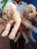 One month old golden retriever puppies for sale