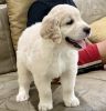 7 weeks male golden retriever puppy for sale