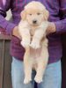 Golden retriever puppy male and female are available
