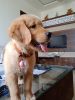 Golden retriever pure breed puppy