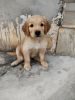 golden retriver puppies for sell