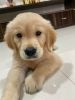 Golden Retriever puppy, Pune