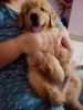 Golden retriever Puppy for sale