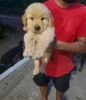 Golden retriever is a full family dog