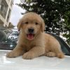 Golden Retriever Puppies Available for sale.