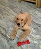 Want to sale very quickly our golden retriever baby