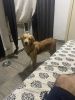 7months old Golden Retriever For sale