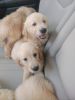 Akc Golden Retreiver puppies