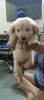 Golden retriever 2 month old puppy for sale