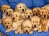 affectionate Golden Retriever puppies
