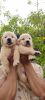 KCI certified golden retriever puppies for sale.