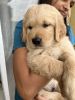 Golden retriever puppy available in Pune