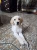 Canadian golden retriever 2 month puppy