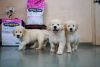 Import quality Two months with kci register Golden Retriver puppy