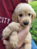 Golden Puppies for sale