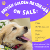 British male golden retriever on sale