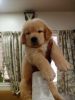 Golden retriever puppies available for sale In Pune Bavdhan