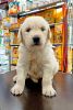 In Hyderabad kukatpully quality puppies