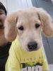 A very cute and charm Golden retriever Puppy 4months