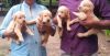 Golden Retriever puppies in Trivandrum