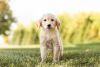 Female Golden retriever puppy for sale in Indiana