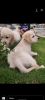 Golden retriever puppies pair 20000 only original