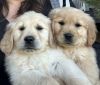 Akc golden retriever puppies