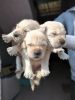 Golden Retriever male and female puppy available.