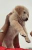 Golden Retriever -60 days old -female puppy