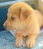 Golden Retriever (Mix Bread) 6 to 7 Weeks Old