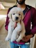 Quality golden retriever male puppy for sale