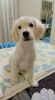English golden retriever double coated very adorable and freindly and