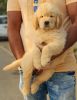 60 days old male Golden retriever for sale