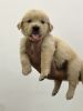 Golden Retriever puppies for Sale